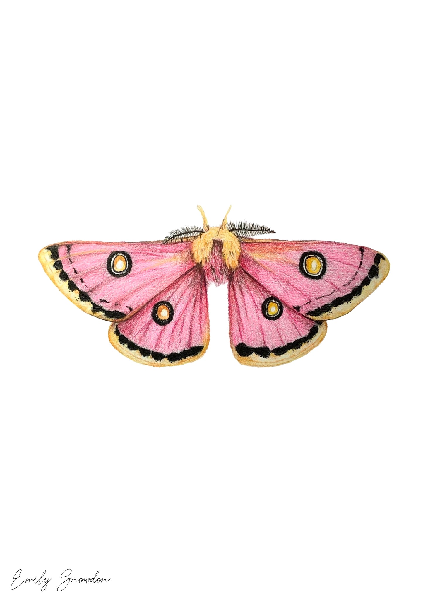 Eochroa Trimeni (male) Original