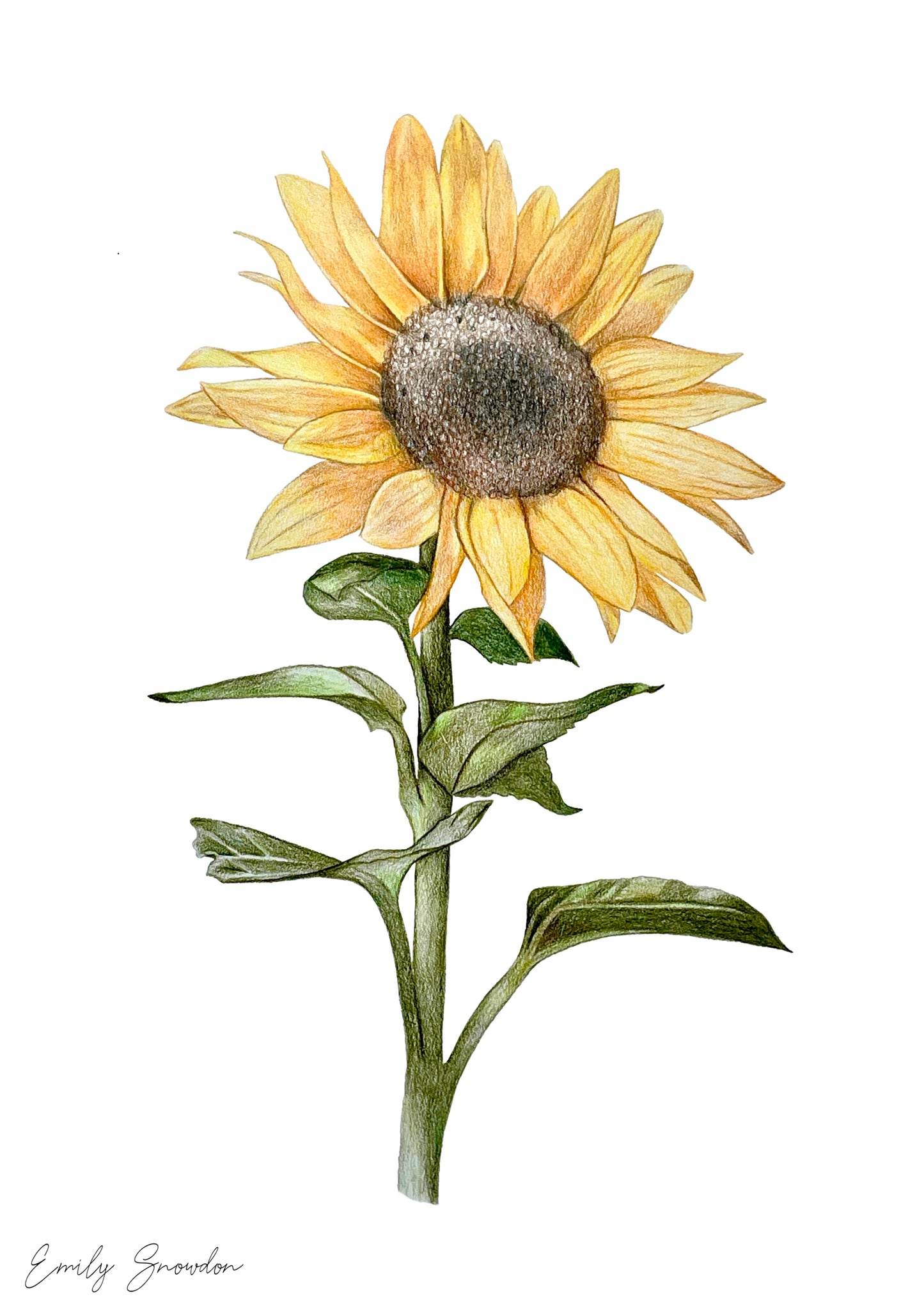 Sunflower Original