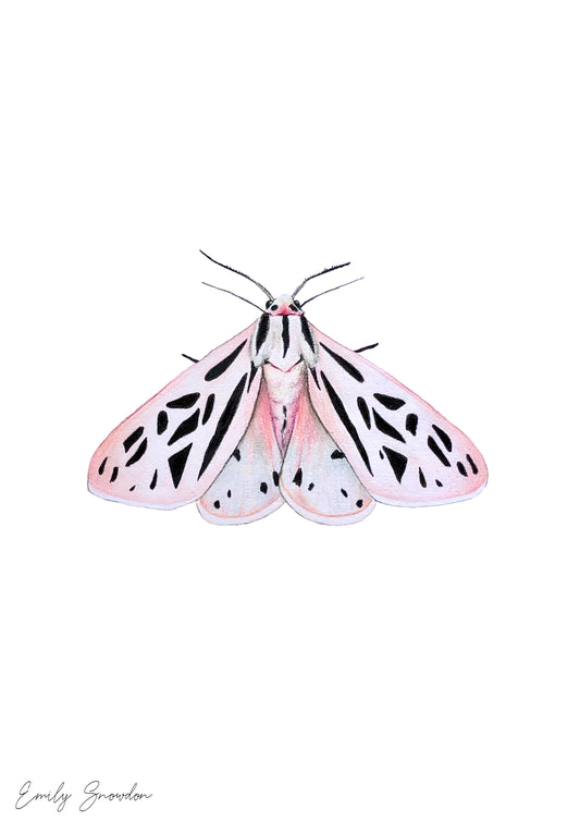 Grammia Arge - Arge Tiger Moth Original