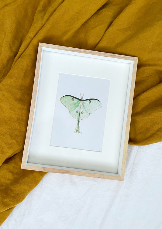 Actias Luna - Luna Moth Original