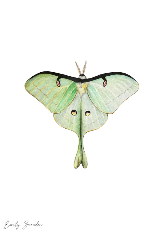 Actias Luna - Luna Moth Original