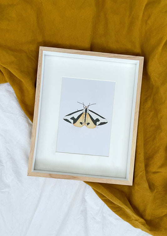 Haploa Clymene - Clymene Moth Original